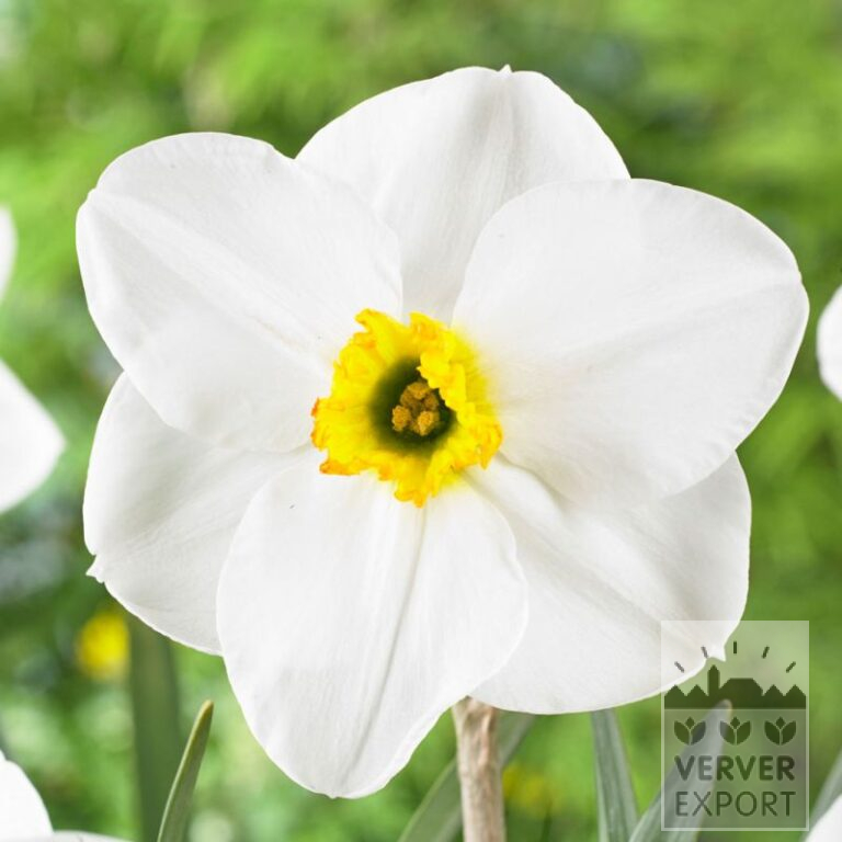 Narcissus 'Lancaster' (15732)