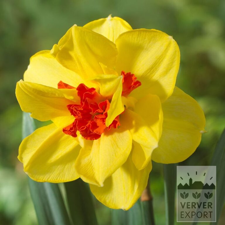 Narcissus 'Ascot' (15740)