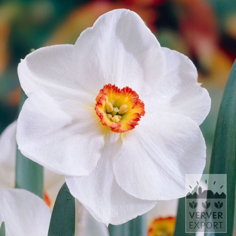 Narcissus 'Edna Earl' (15742)