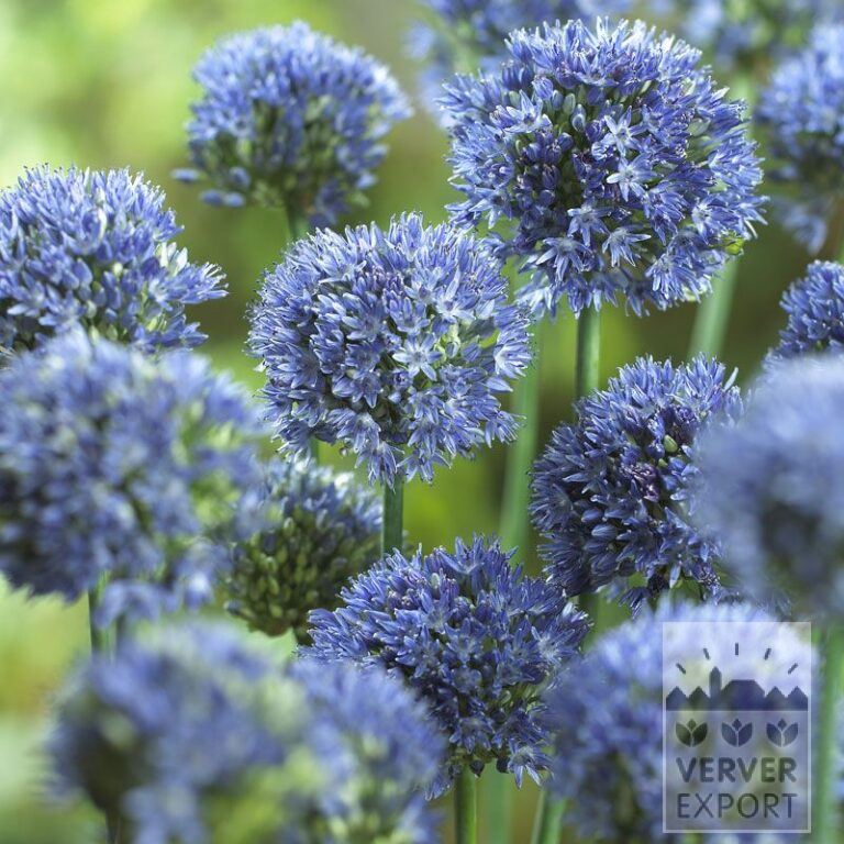 Allium caeruleum (16004)