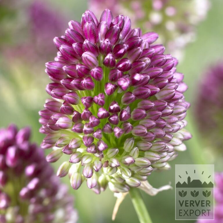 Allium sphaerocephalon (16012)
