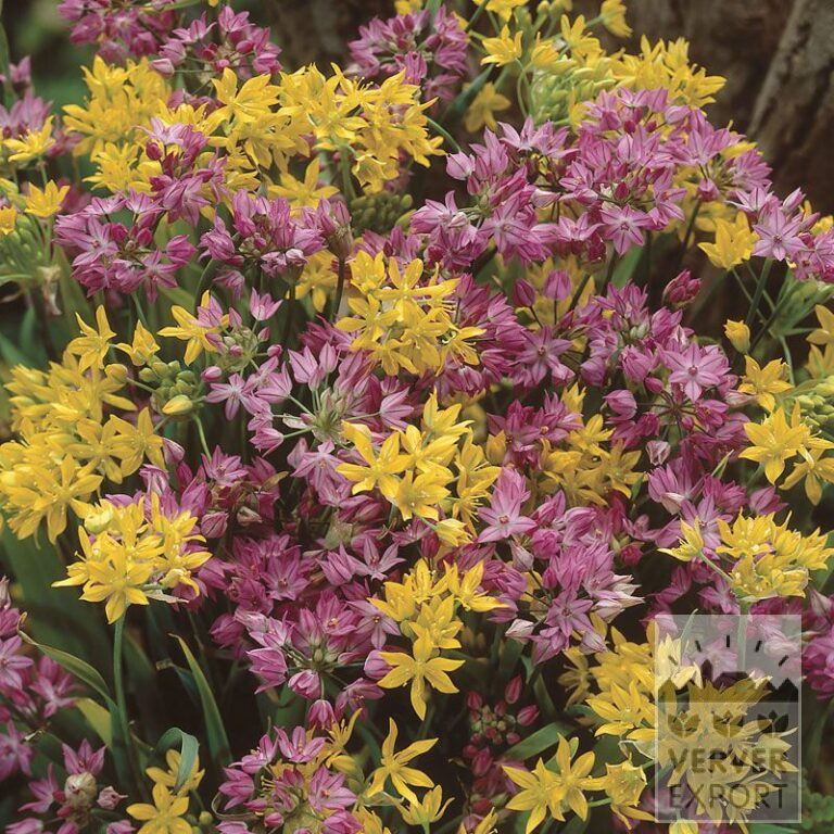 Allium Mixed (16015)