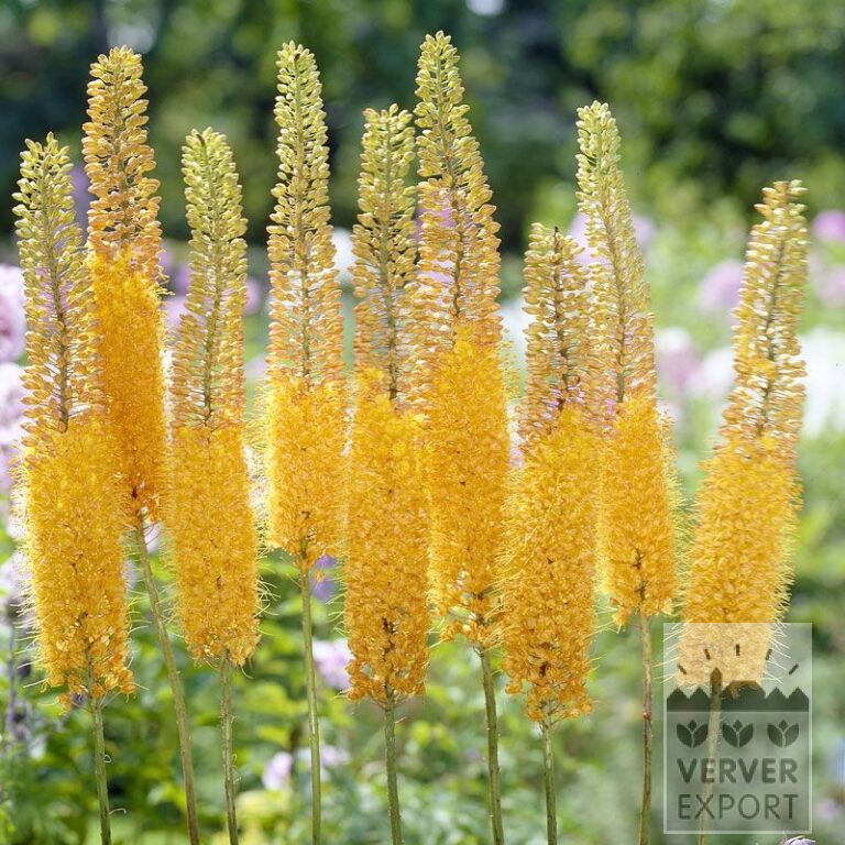 Eremurus ruyter 'Emmy Ro' (16044)