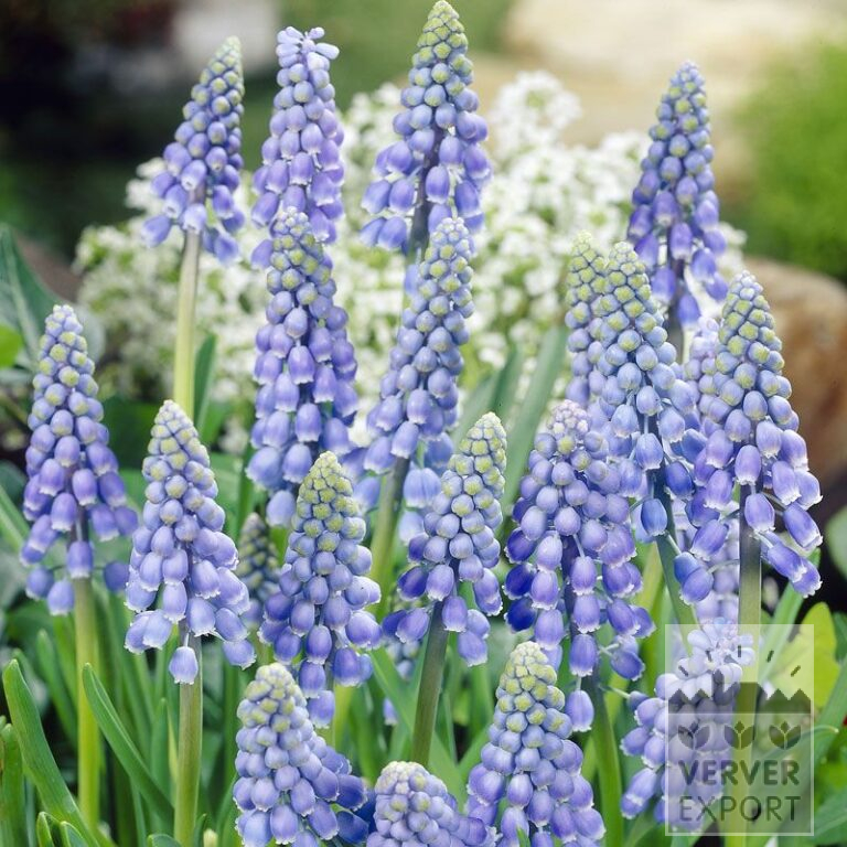 Organic bulbs bio Muscari armeniacum (16601)