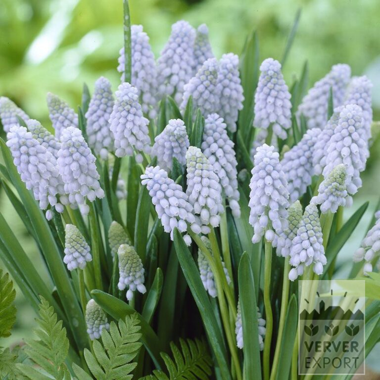 Muscari armeniacum 'Valerie Finnis' (16082)