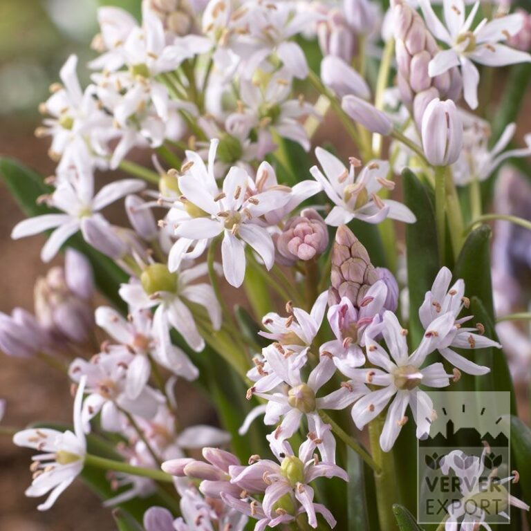 Scilla bifolia rosa (16097)