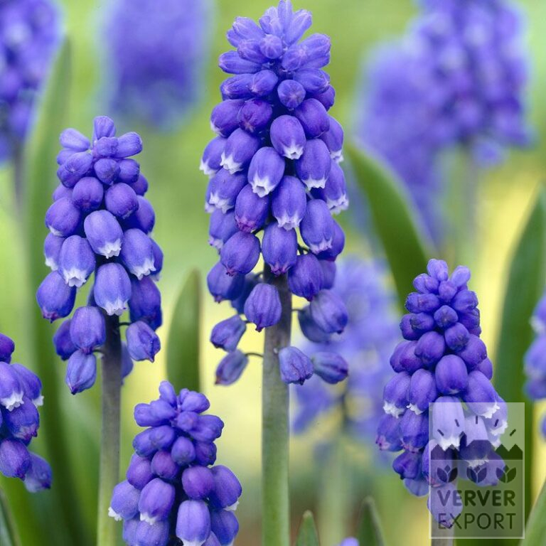 Muscari botryoides 'Superstar' (16139)