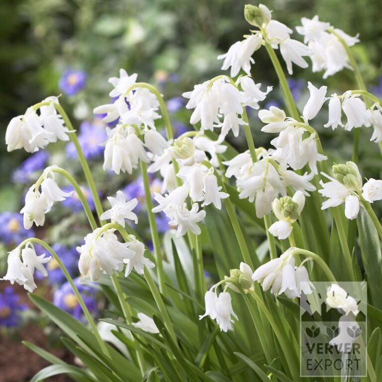 Hyacinthoides hispanica white (16147)