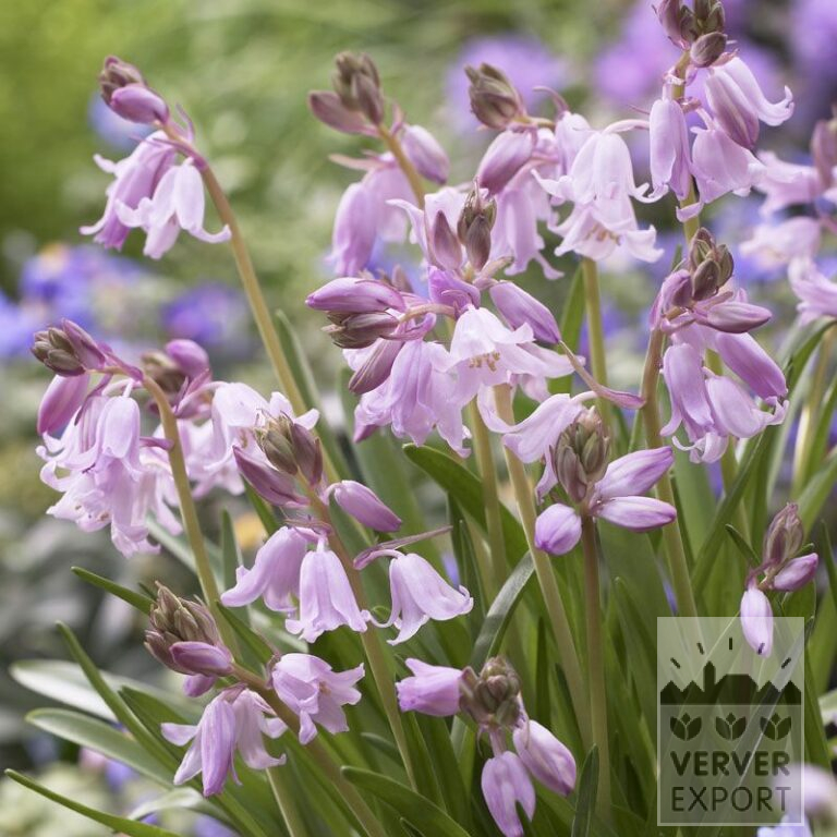Hyacinthoides hispanica pink (16148)