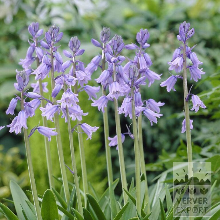 Hyacinthoides hispanica blue (16149)
