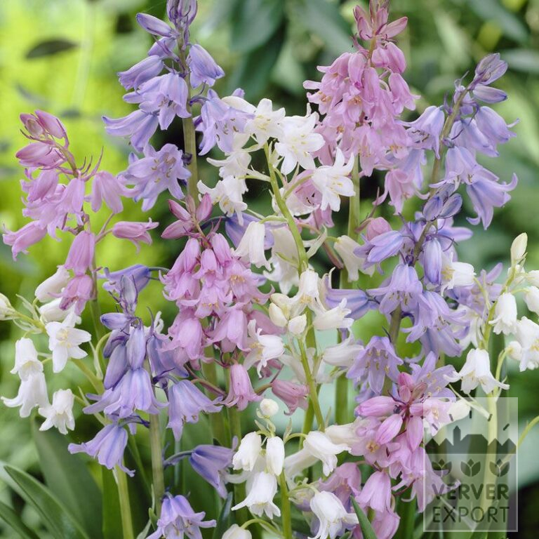Hyacinthoides hispanica mixed (16150)