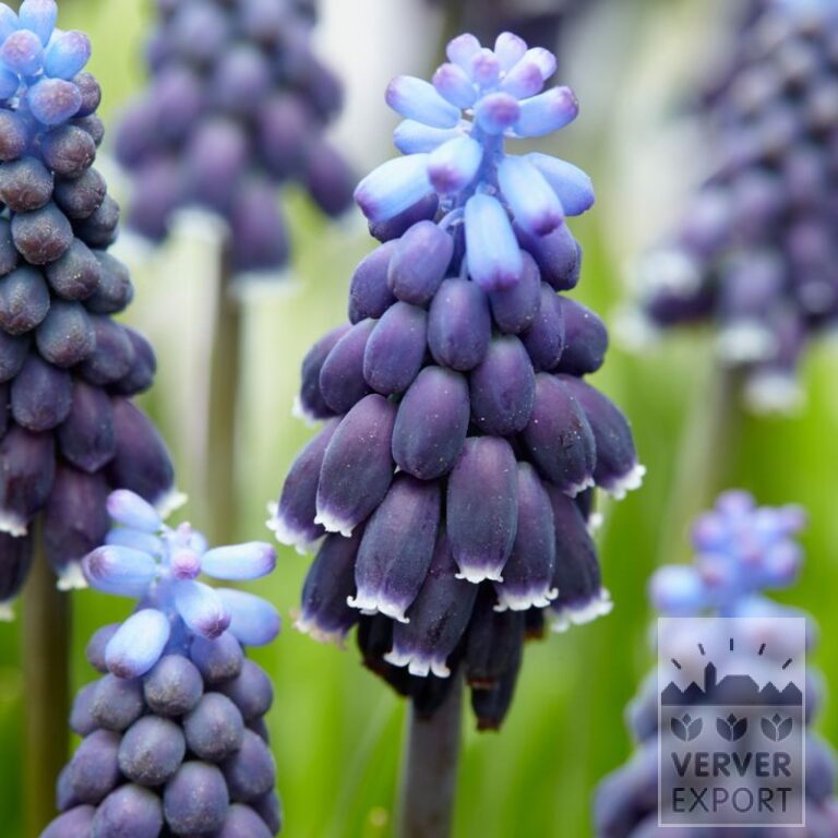 Muscari neglectum (16166)