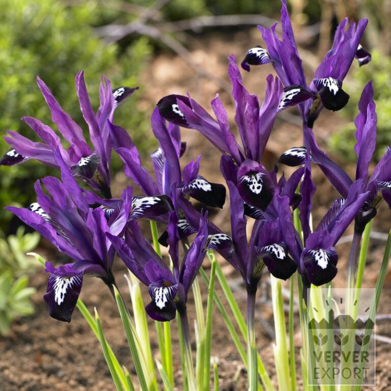 Botanical Iris reticulata 'Pauline' (16190)