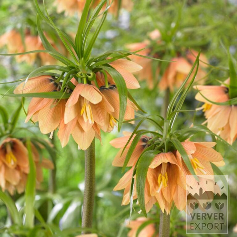 Fritillaria 'Early Fantasy' (16198)