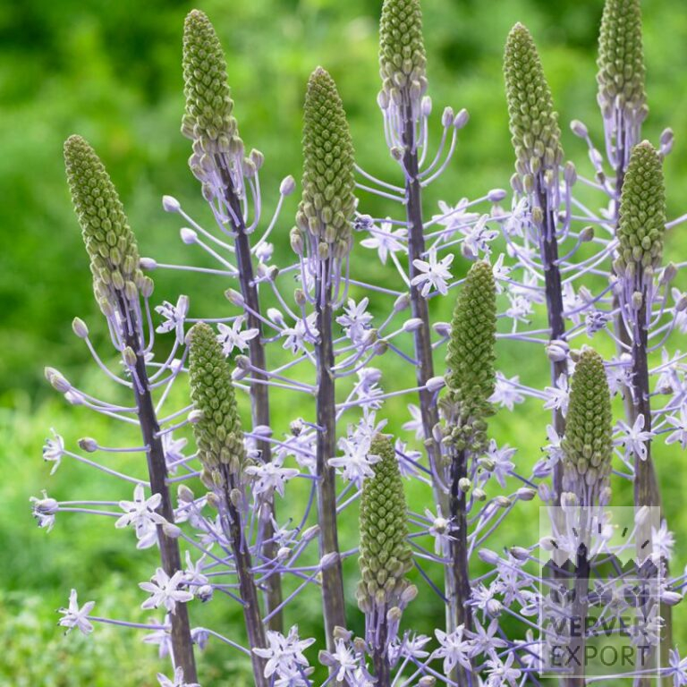 Scilla hyacinthoides 'Blue Arrow' (16204)