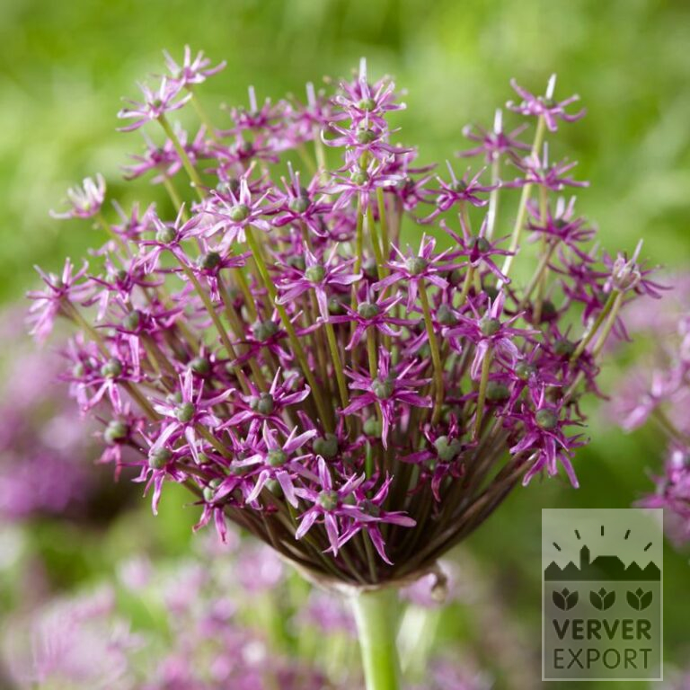 Allium 'Miami' (16212)