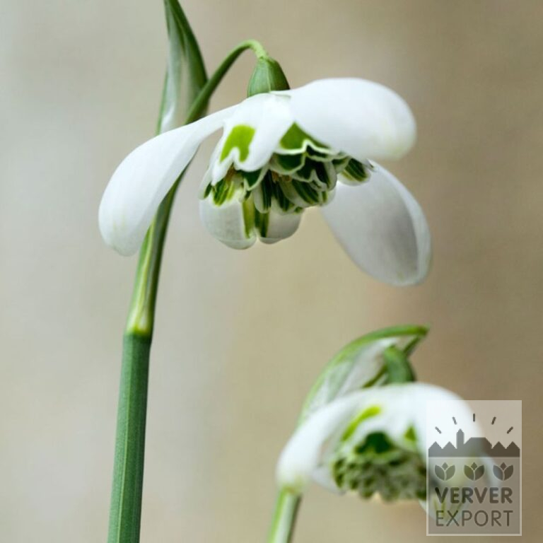 Galanthus plicatus 'Hippolyta' (16218)