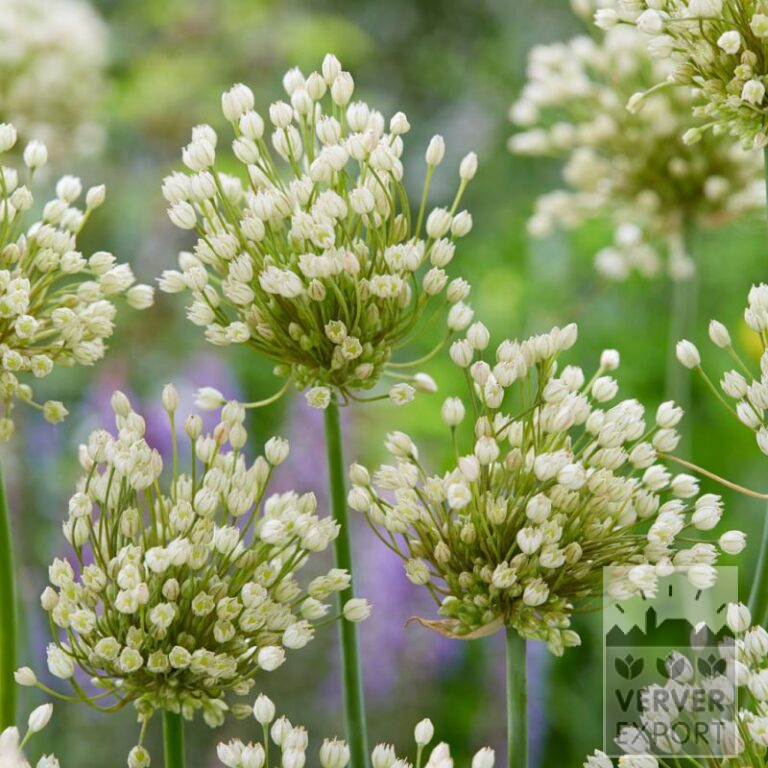 Allium convallarioides white (16225)