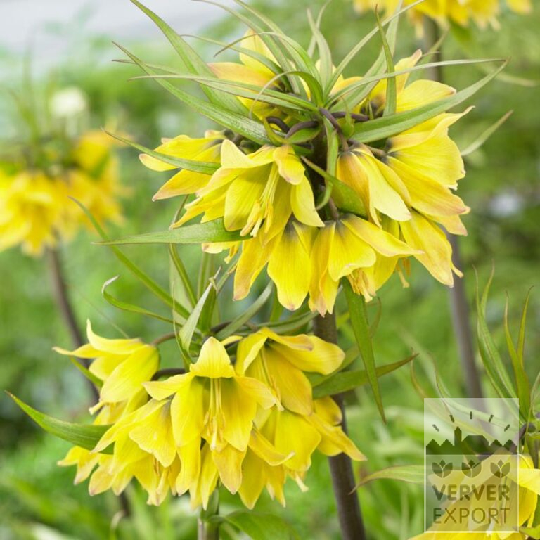 Fritillaria 'Early Sensation' (16228)