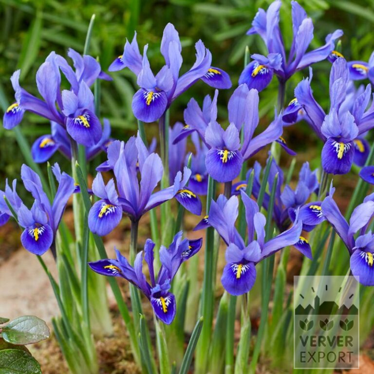 Botanical Iris reticulata 'Harmony' (16237)