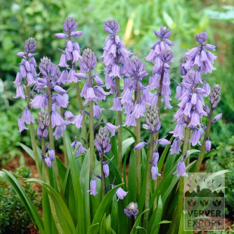 Organic bulbs bio Hyacinthoides hispanica blue (16602)