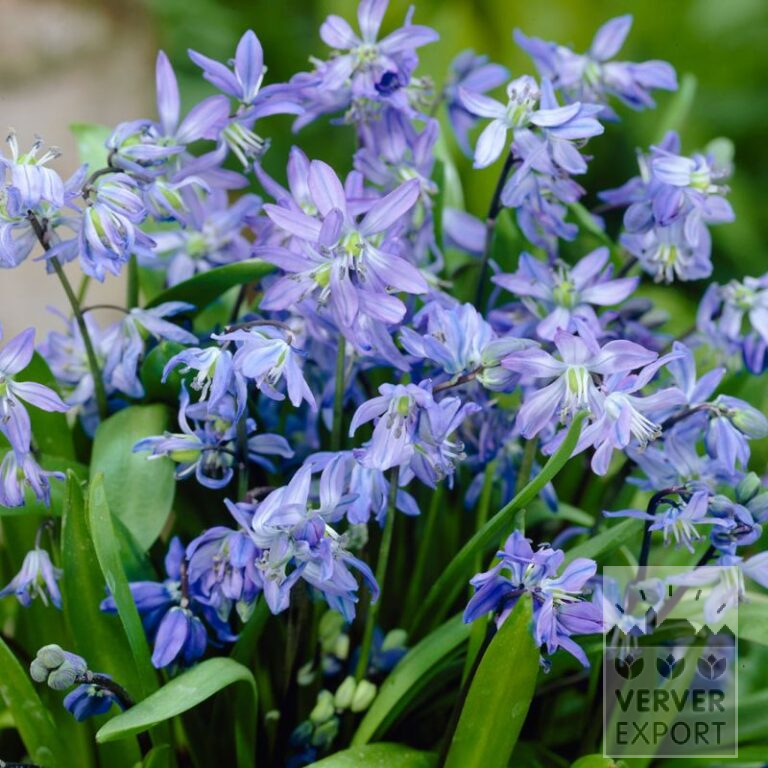 Organic bulbs bio Scilla siberica (16603)