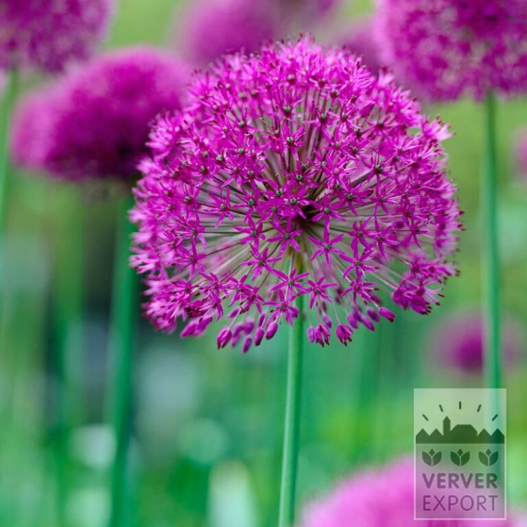 Organic bulbs bio Allium aflatunense 'Purple Sensation' (16604)
