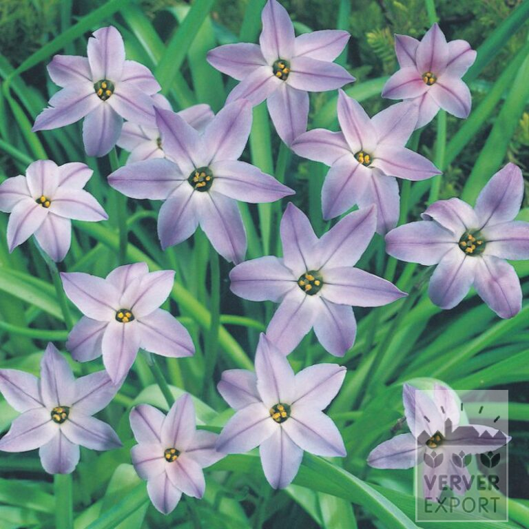 Organic bulbs bio Ipheion uniflorum (16606)