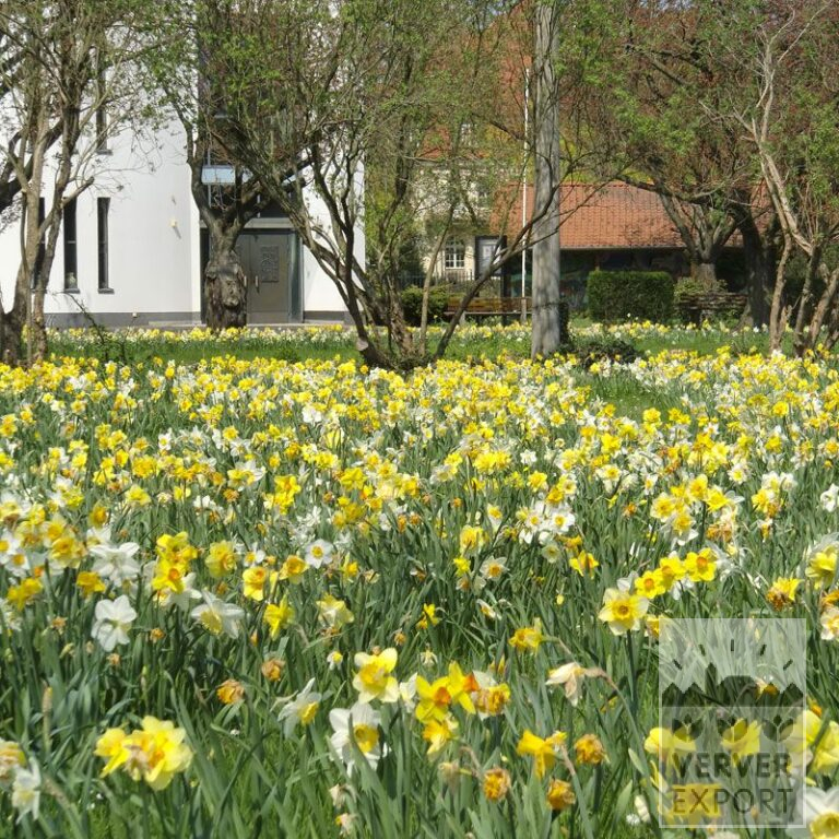 Kits 'Kit Narcissus' © (17003)