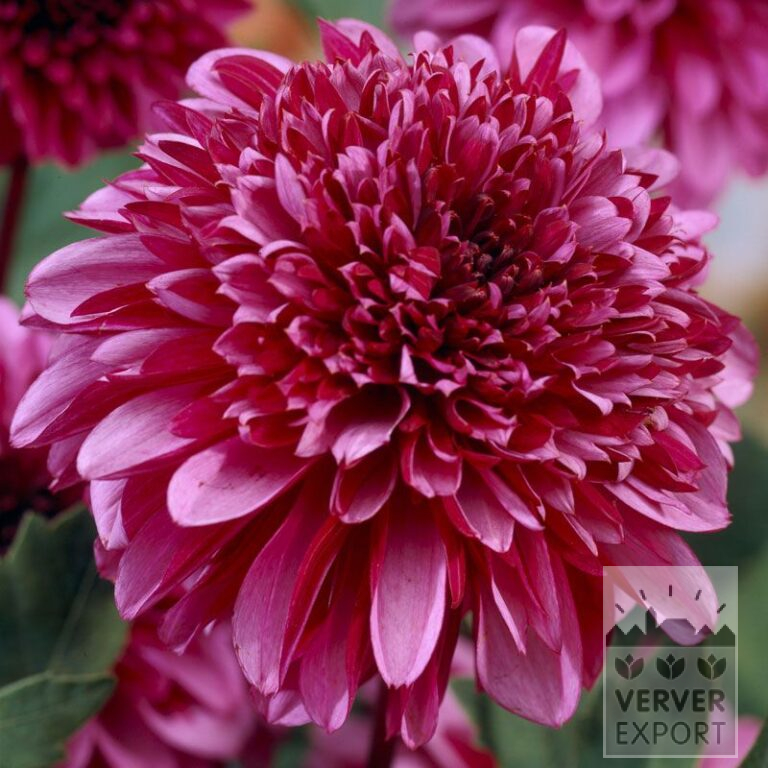 Dahlia 'Mambo' (22014)