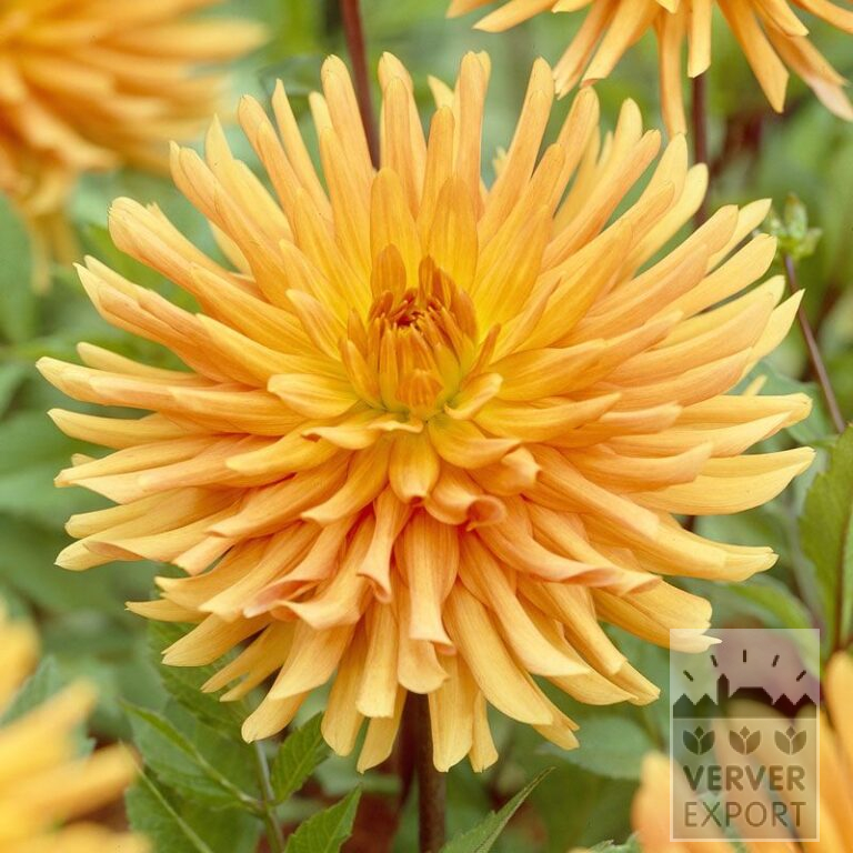 Dahlia 'Ludwig Helfert' (22046)