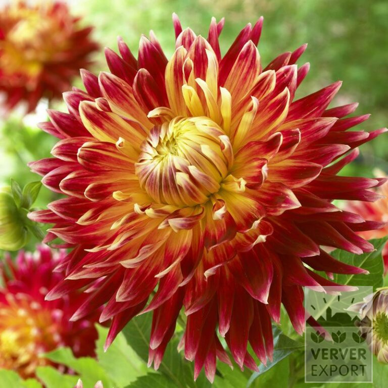 Dahlia 'Akita' (22065)