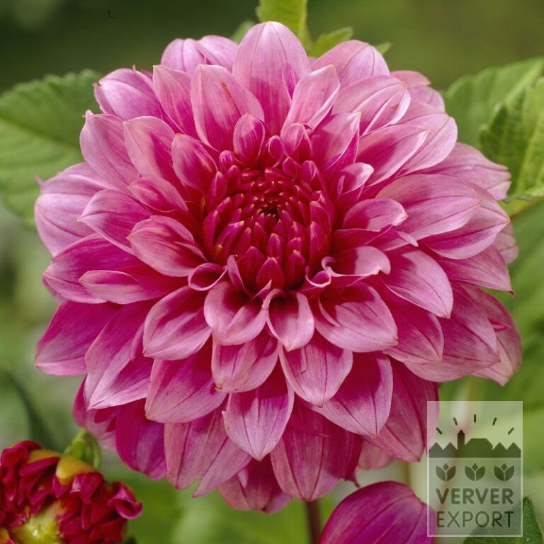 Dahlia 'Lucky Number' (22084)