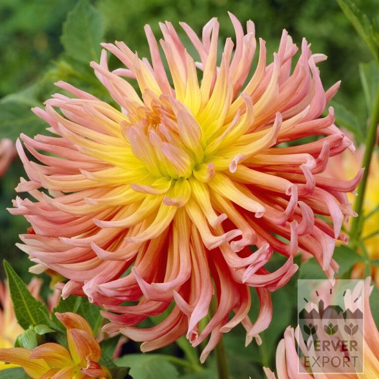 Dahlia 'Alfred Grille' (22099)
