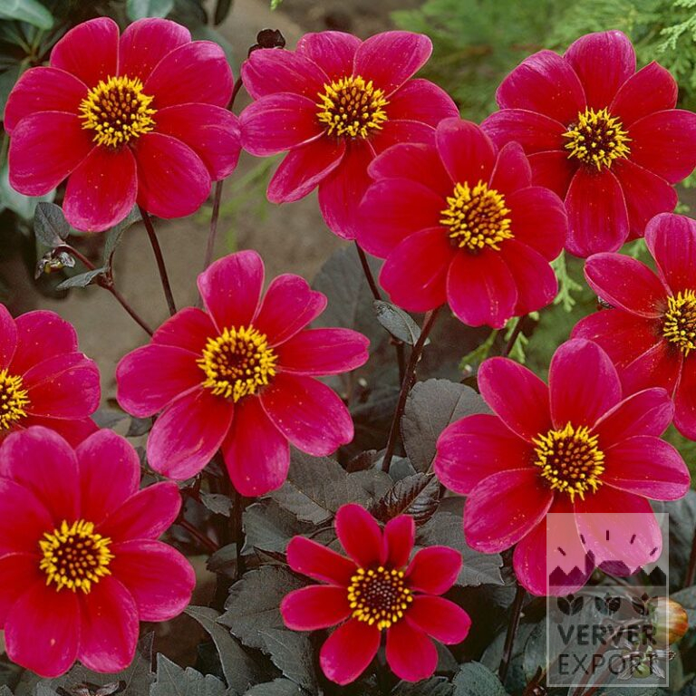 Dahlia 'Roxy' (22116)