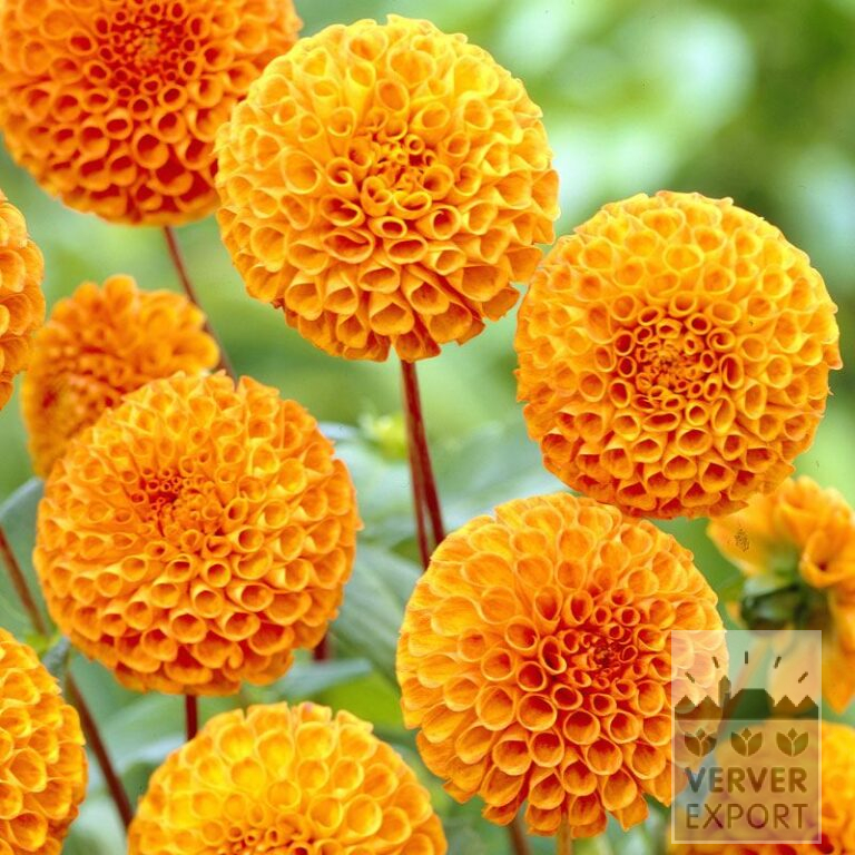 Dahlia 'Bantling' (22118)