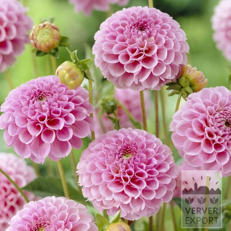 Dahlia 'Stolze von Berlin' (22124)