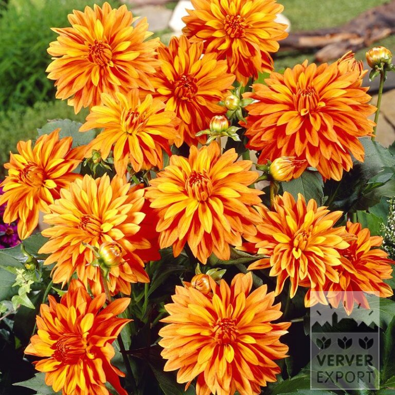 Dahlia Precultivated 'Swing' (30013)