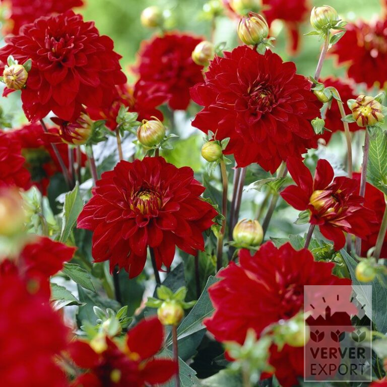 Dahlia 'Singer' (22150)