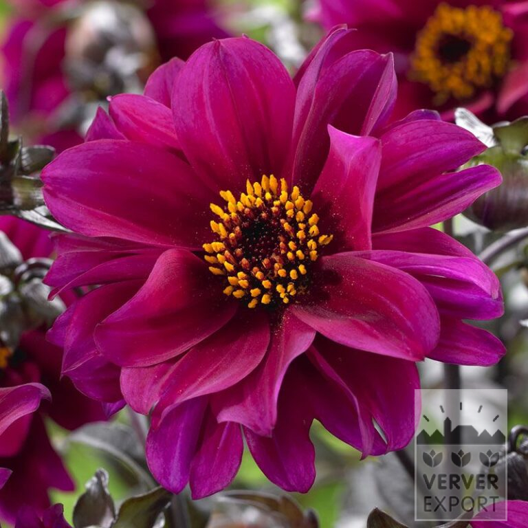 Dahlia 'Bishop of Canterbury' (22156)