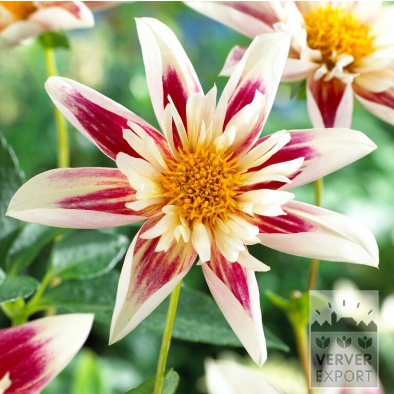 Dahlia 'Fashion Monger' (22186)