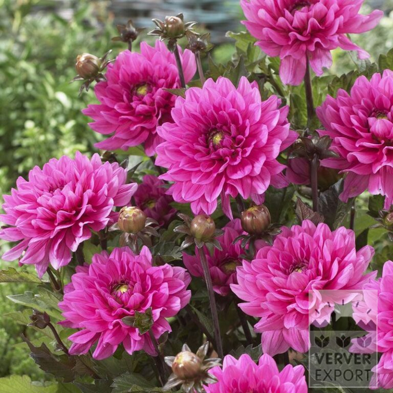 Dahlia 'Fanfare' (22190)