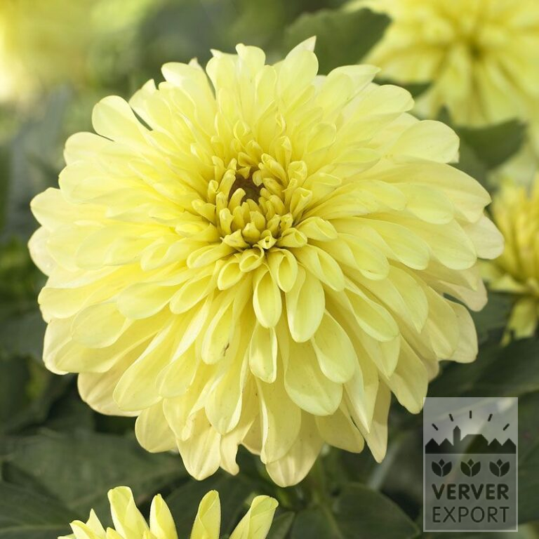 Dahlia 'Serenade' (22192)