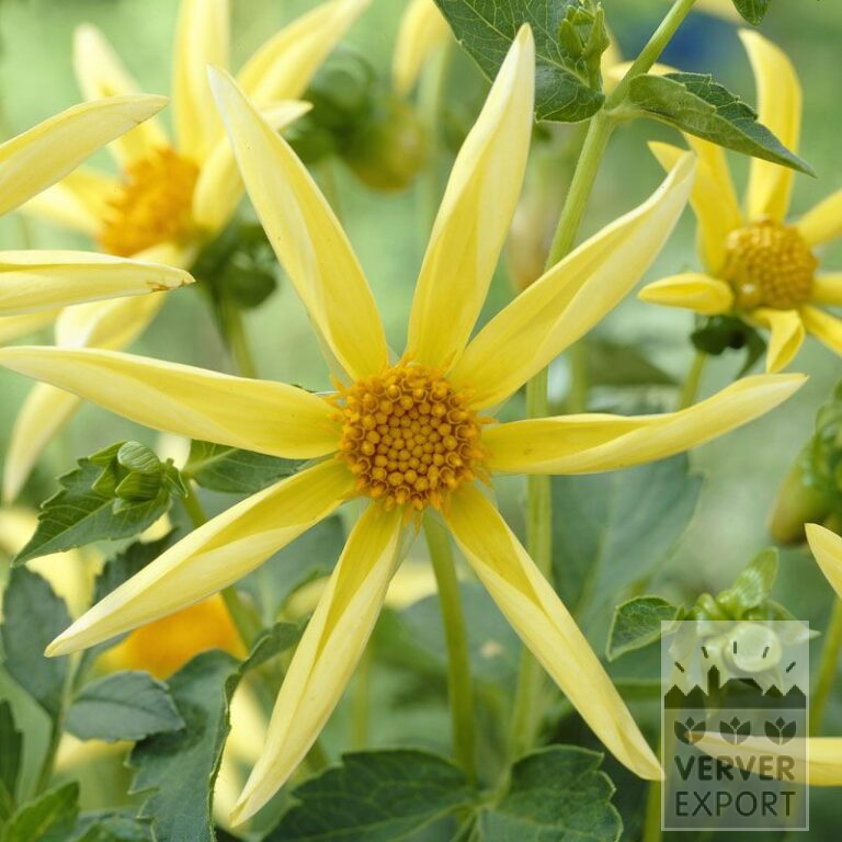 Dahlia Honka Yellow (22198)