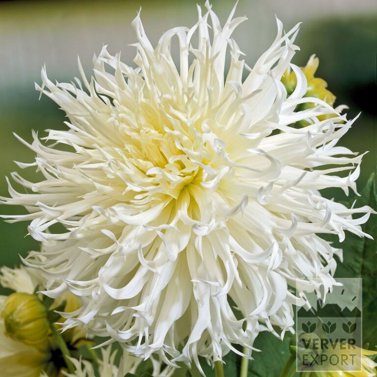 Dahlia 'Tsuki-Yori-No-Shisha' (22242)