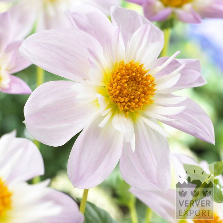 Dahlia 'Teesbrook Audrey' (22244)