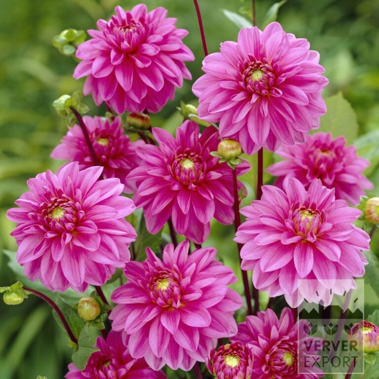 Dahlia 'Nashville' (22257)