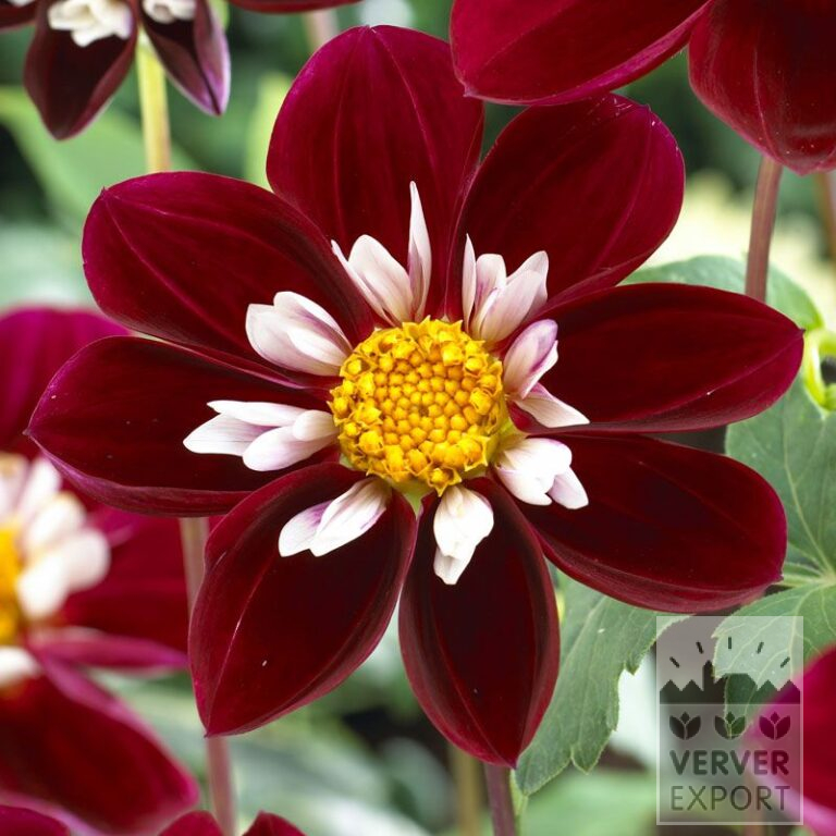 Dahlia 'Mary Eveline' (22266)