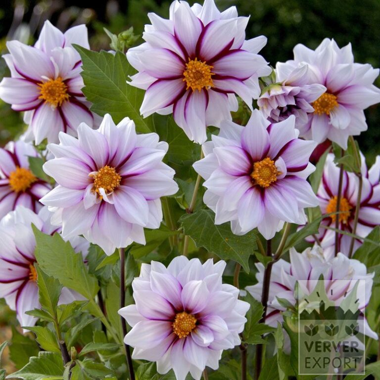Dahlia 'Edge of Joy' (22291)