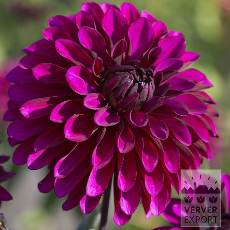 Dahlia 'Purple Flame' (22295)